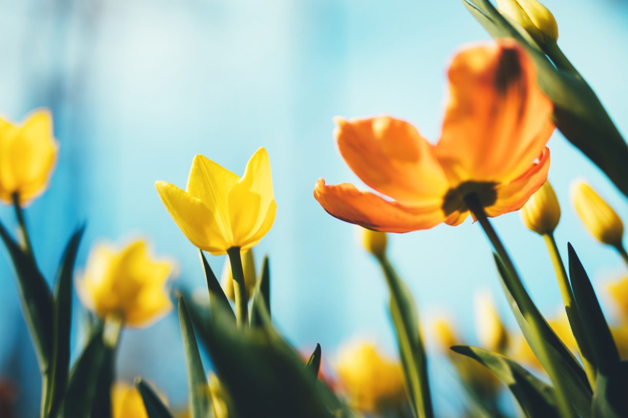 Tulip Flowers