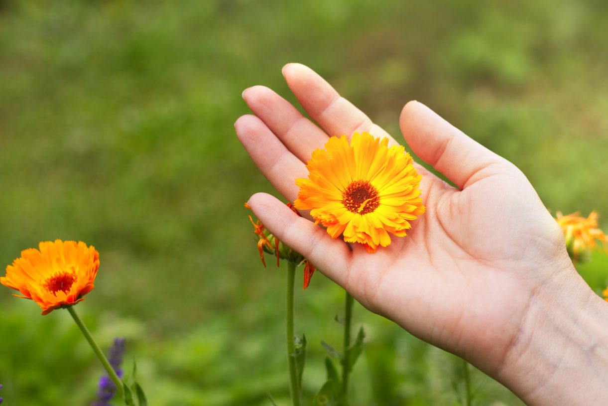 Marigold flower in female hand